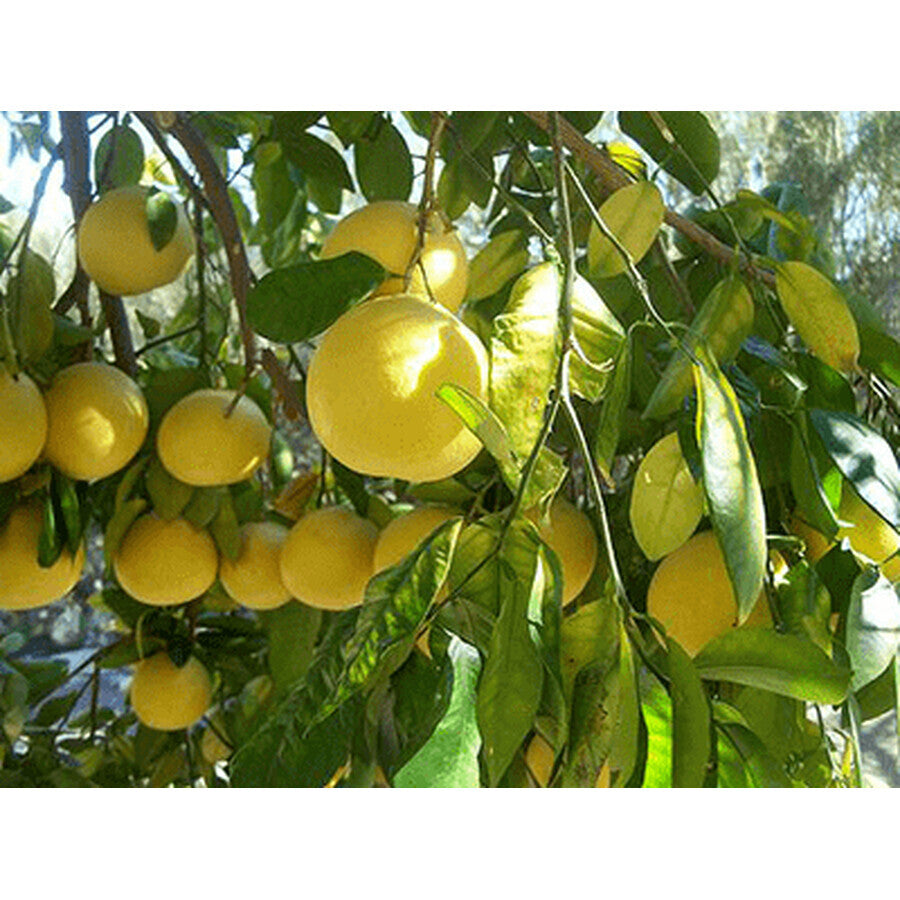 Parasites 12 Detox Forte, Herbagetica-Stop vermi intestinali, disintossicante, antinfiammatorio, antiossidante.