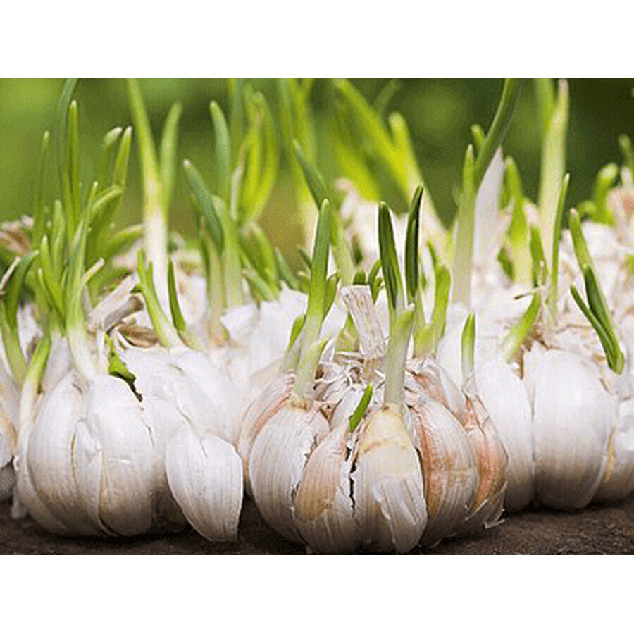 Parasites 12 Detox Forte, Herbagetica-Stop vermi intestinali, disintossicante, antinfiammatorio, antiossidante.